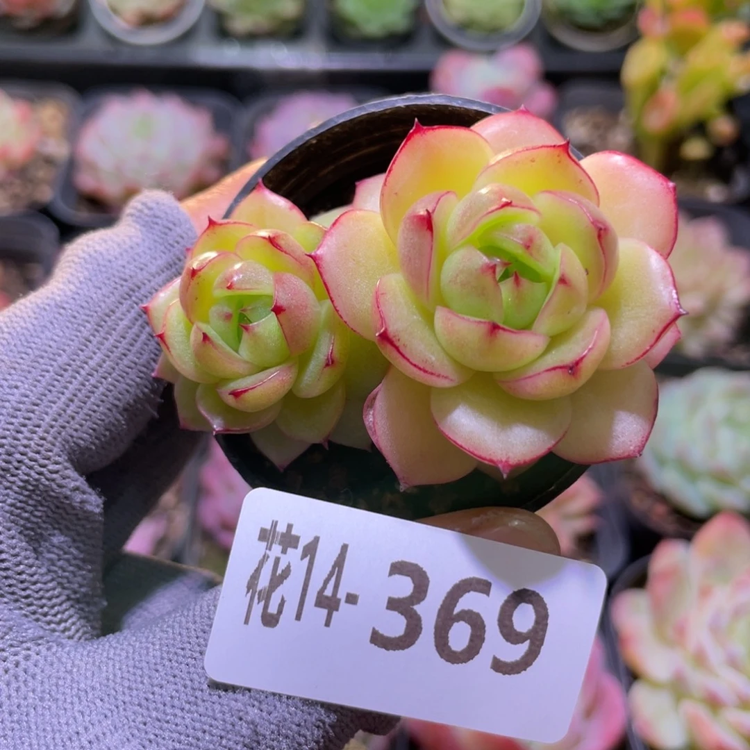 花利美14-369麦秆