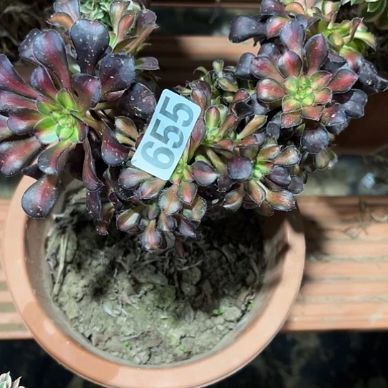 G***冠一颗多肉法师 655