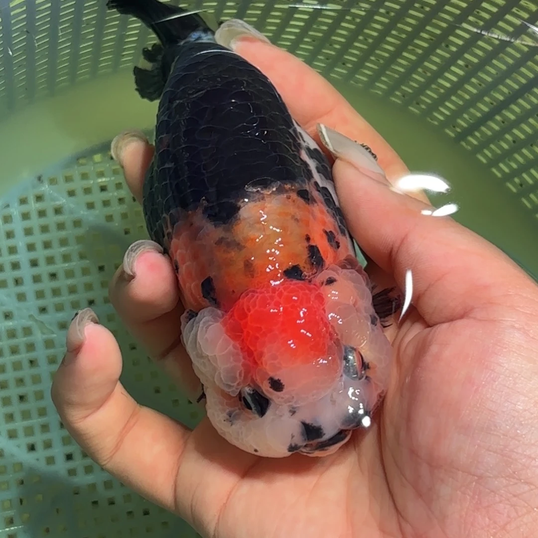 邵***爷金鱼拍包装包邮，不拍包装运费到付