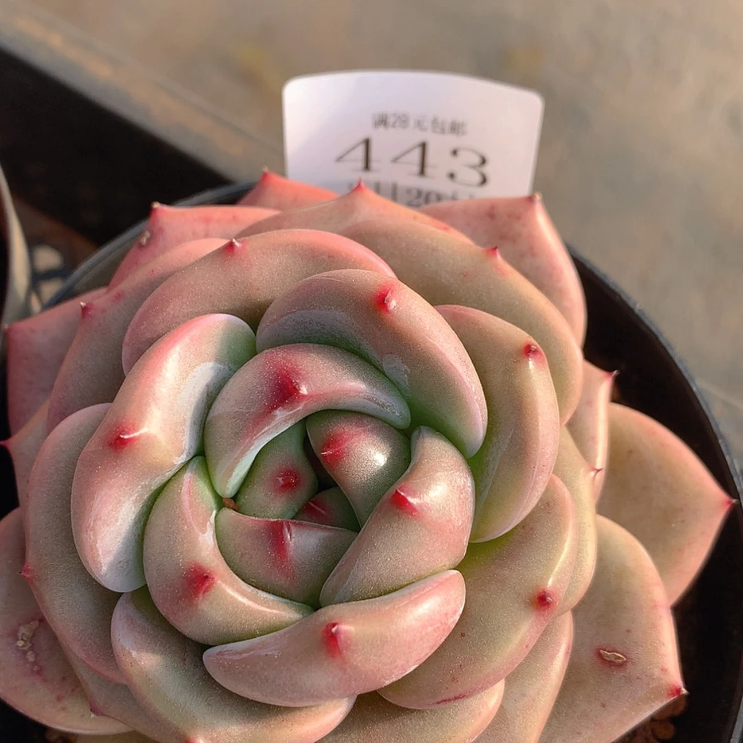 【闪购商品】云443