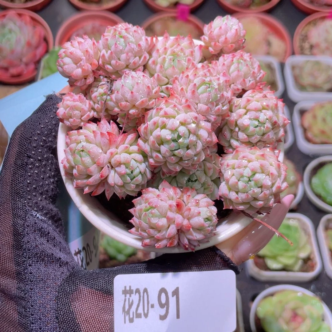 花利美20-91小粉莓