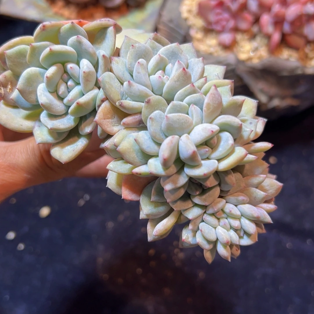 香**地新年快乐 新年快乐