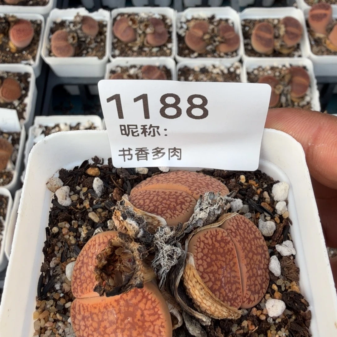 蓓***蓓多肉。