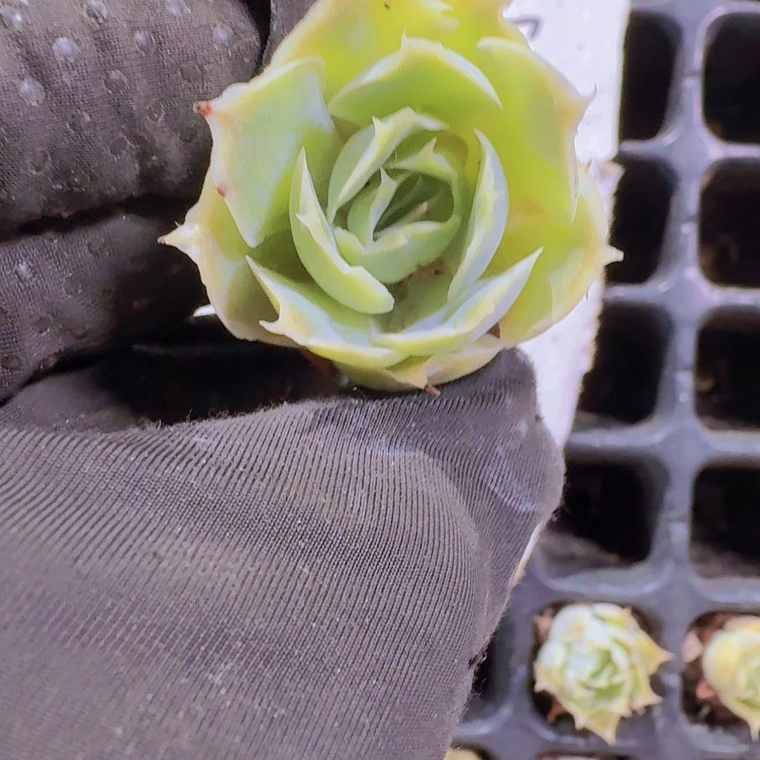 精品蓝丝绒两颗一组