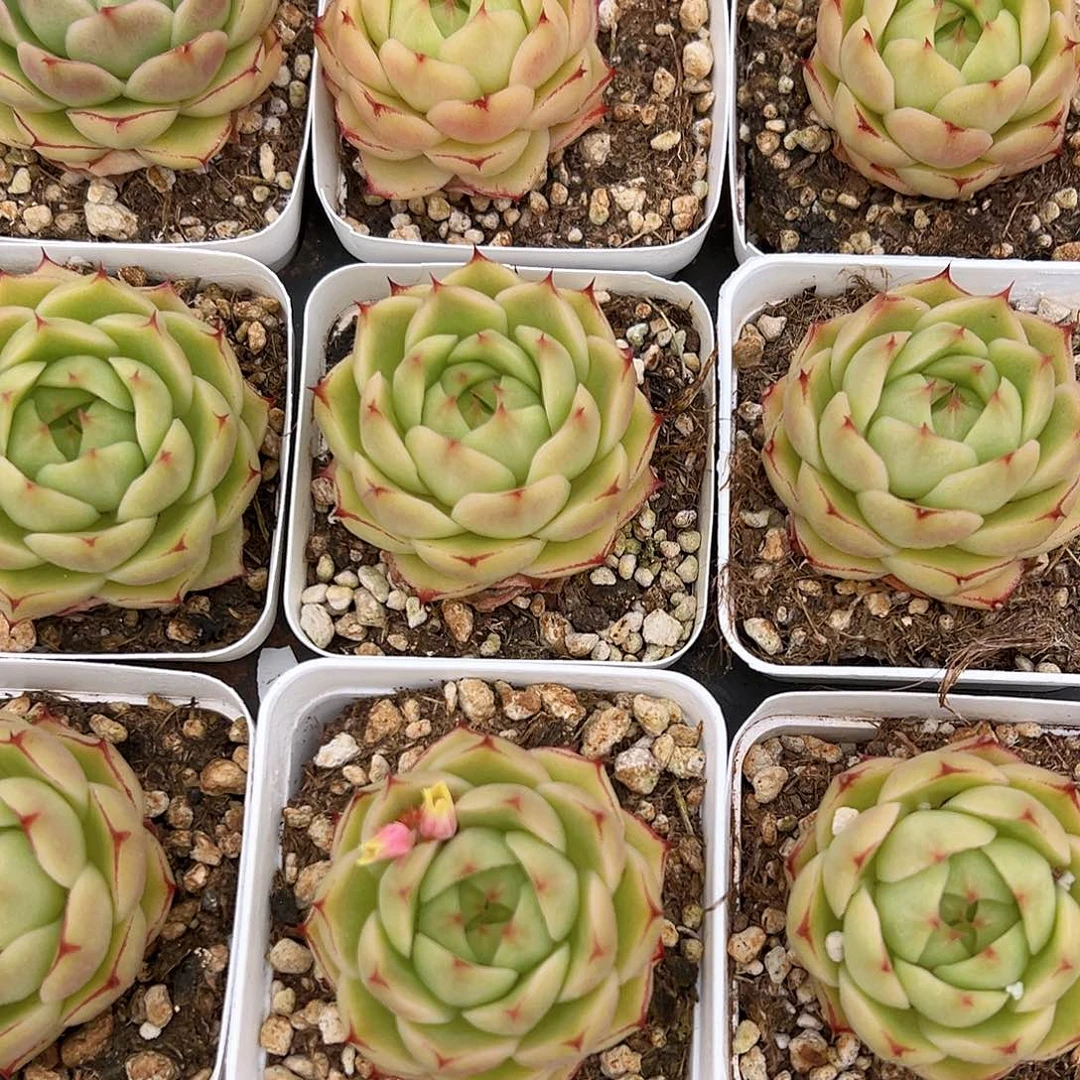 青稞珍妮精品多肉