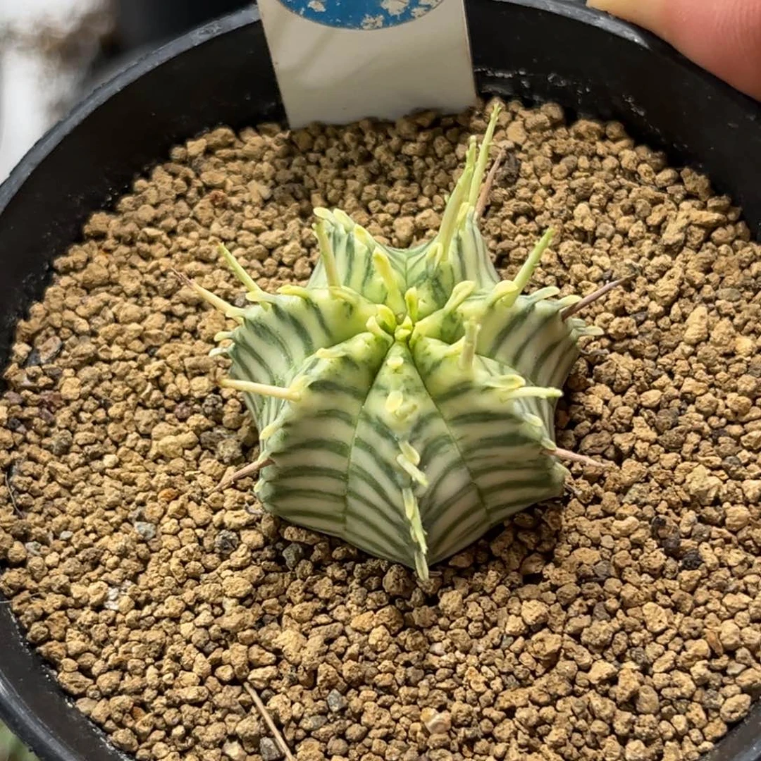 786斑马魁伟玉锦带盆带土