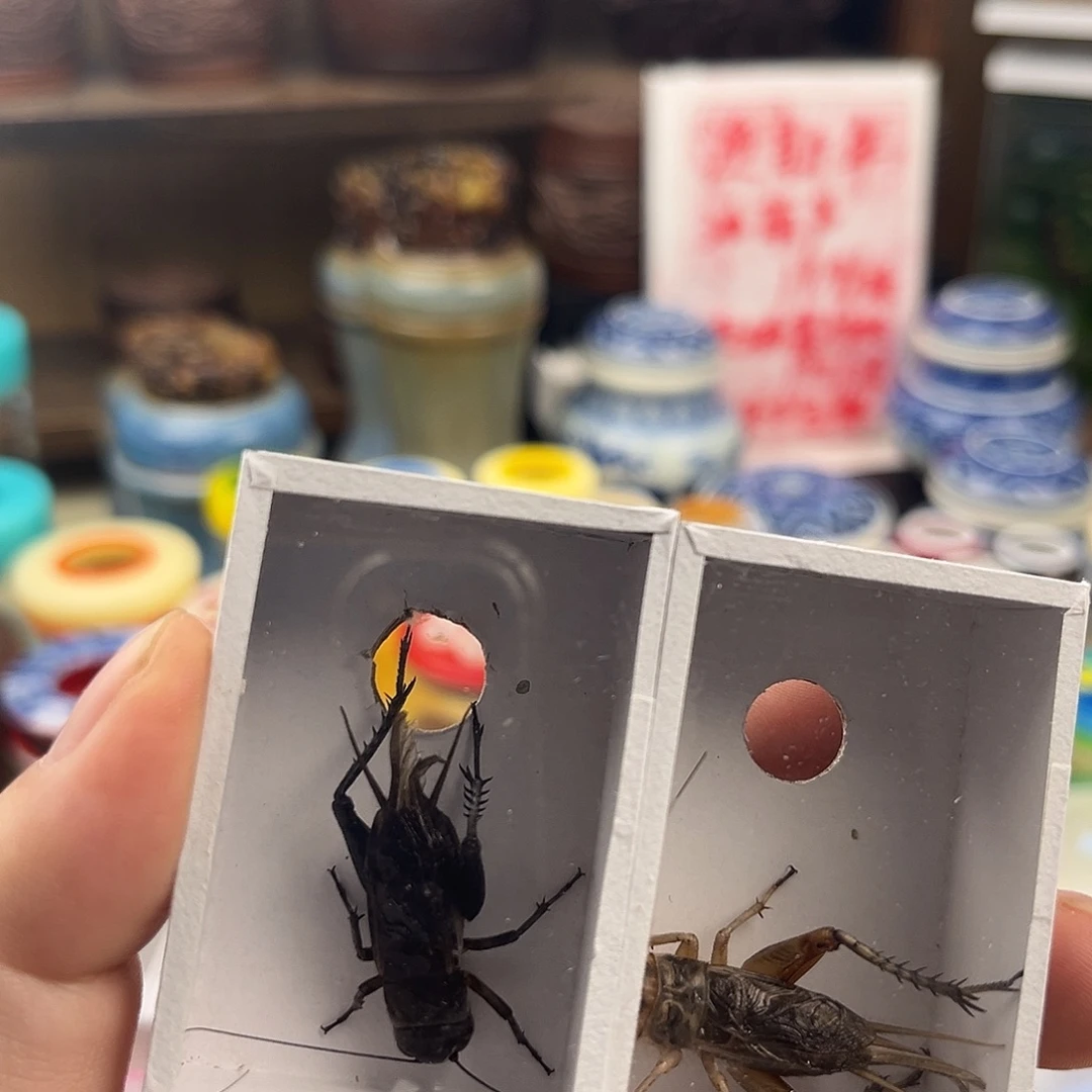 清***楚两条油葫芦拍拍拍