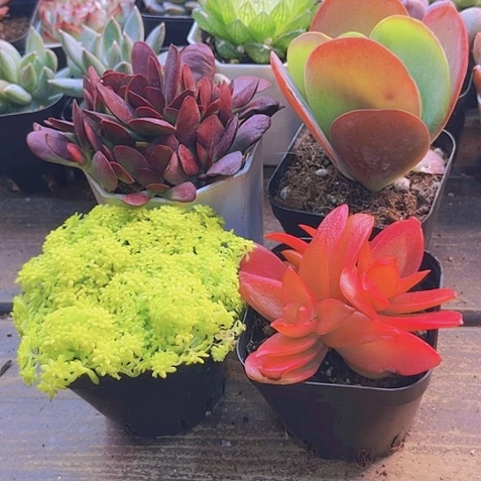 紫蝶。万年草。火祭。唐印