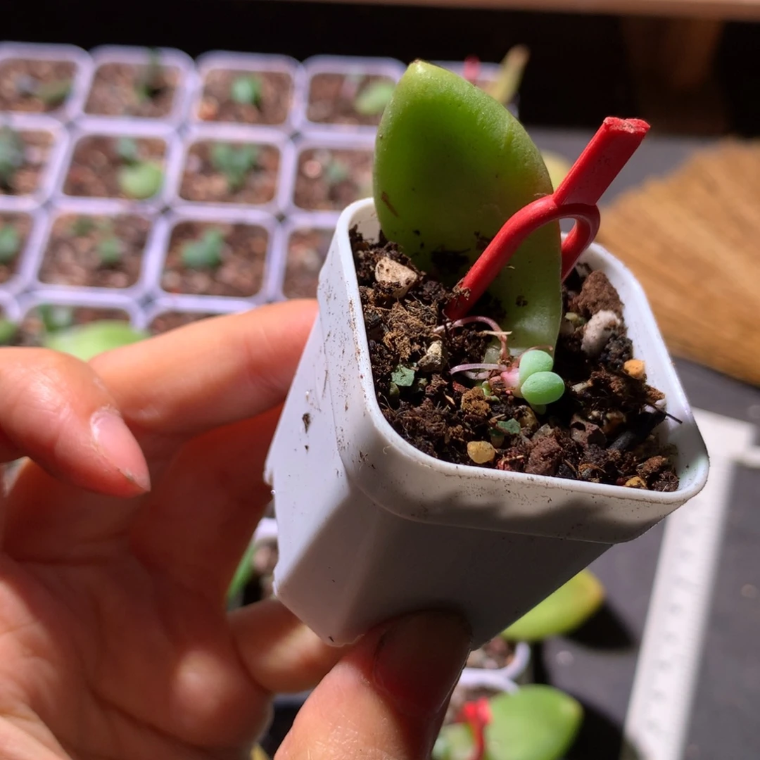 乌里韦亚奶酪叶插苗