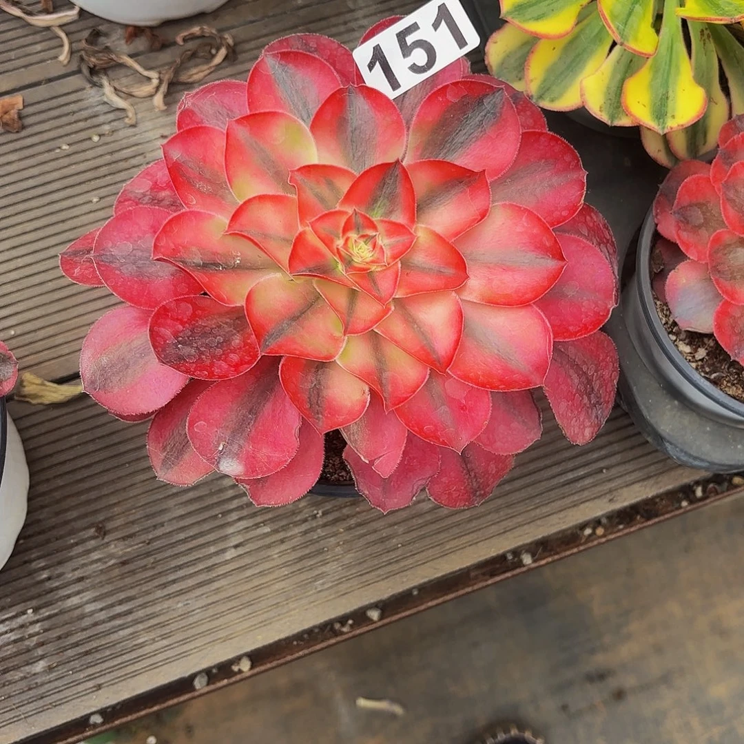 梦***初151多肉植物植物发