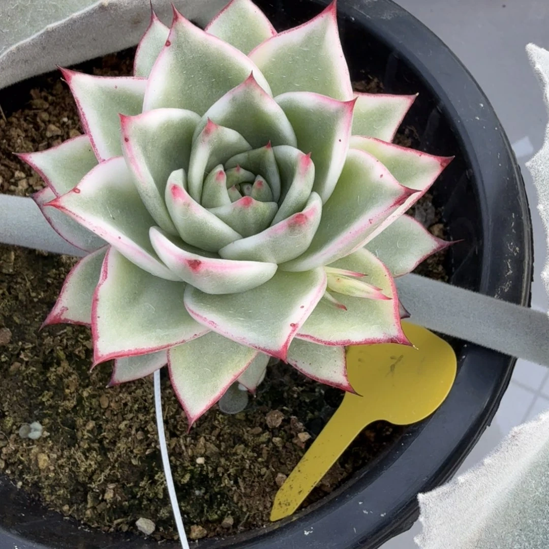 乌木 安吉园艺锦锦