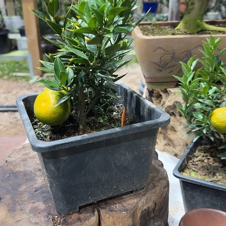 孤***舟直播间八房柑一物一拍