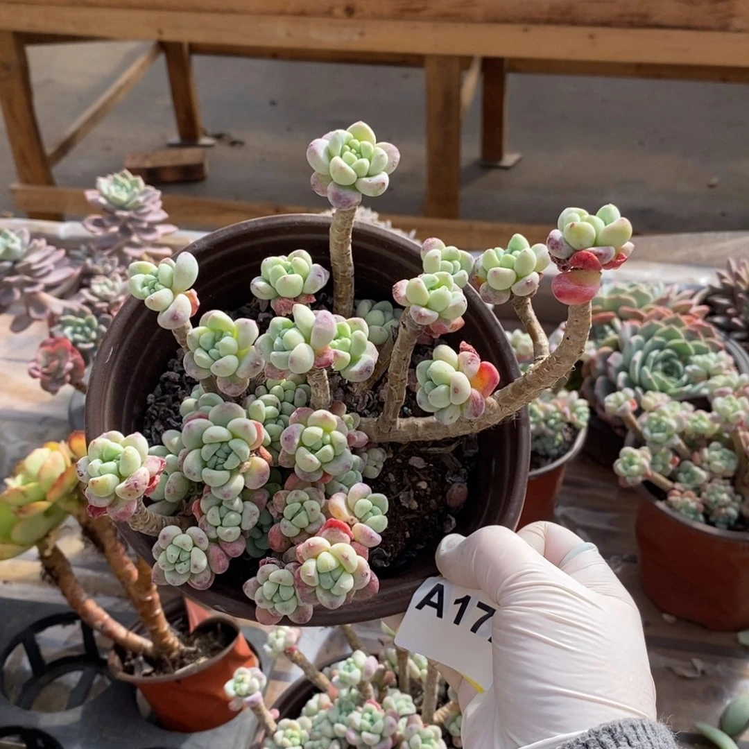 172劳尔整桩一物一拍