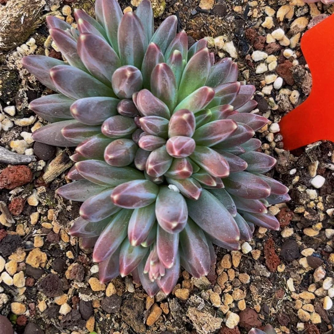 0003下午多肉植物群生