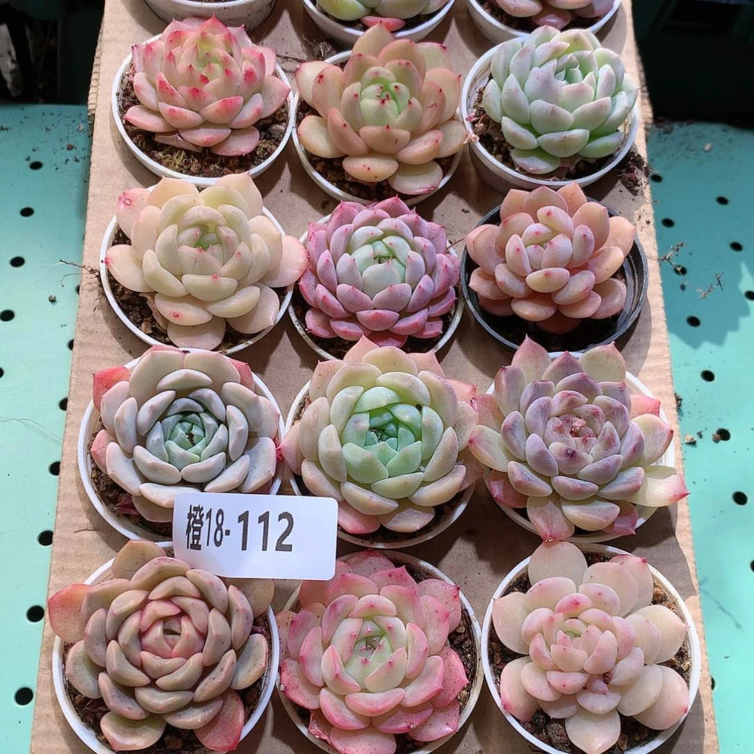 18-112一物一拍带盆18颗。