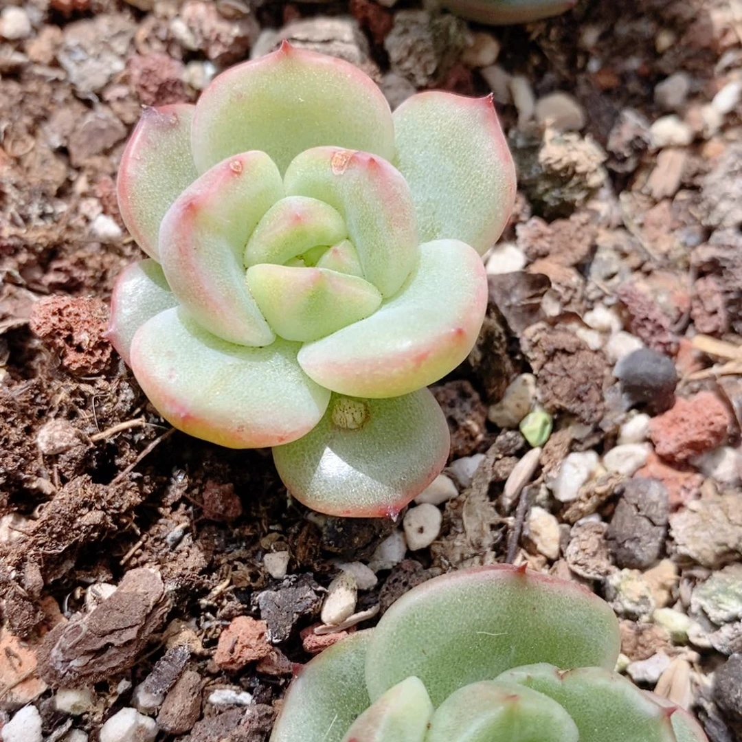 代*～东云系多肉植物（新品锦）