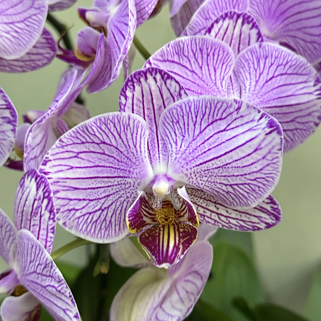 （梦幻水晶3-3）蝴蝶兰 拍2份组大盆