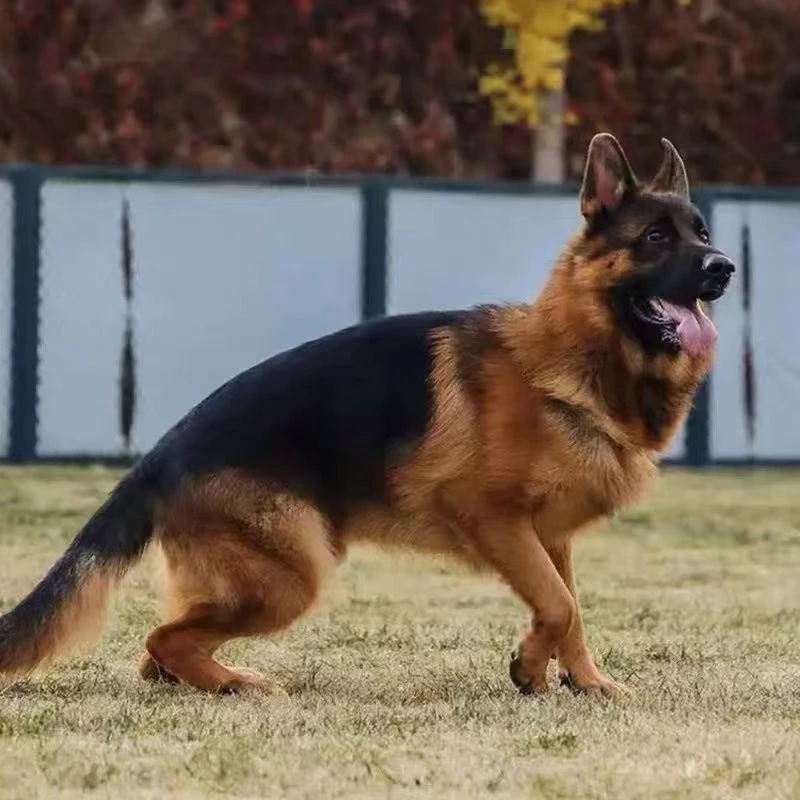 德牧纯种3个月幼犬大型犬警犬弓背黑背幼崽狼狗德国牧羊犬幼犬