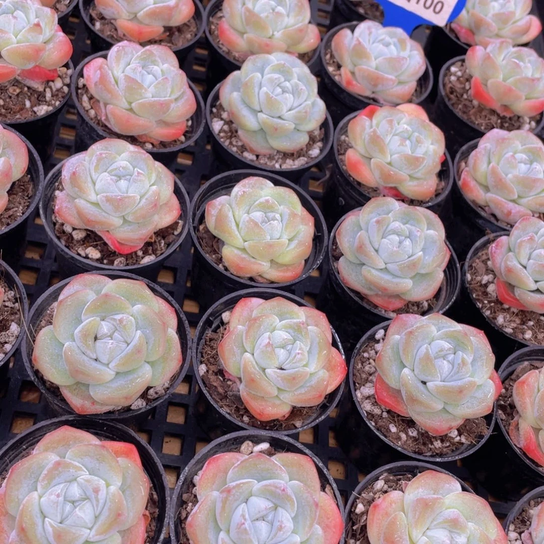 量拍100号 肥胖樱花钻石冰玉单头2个