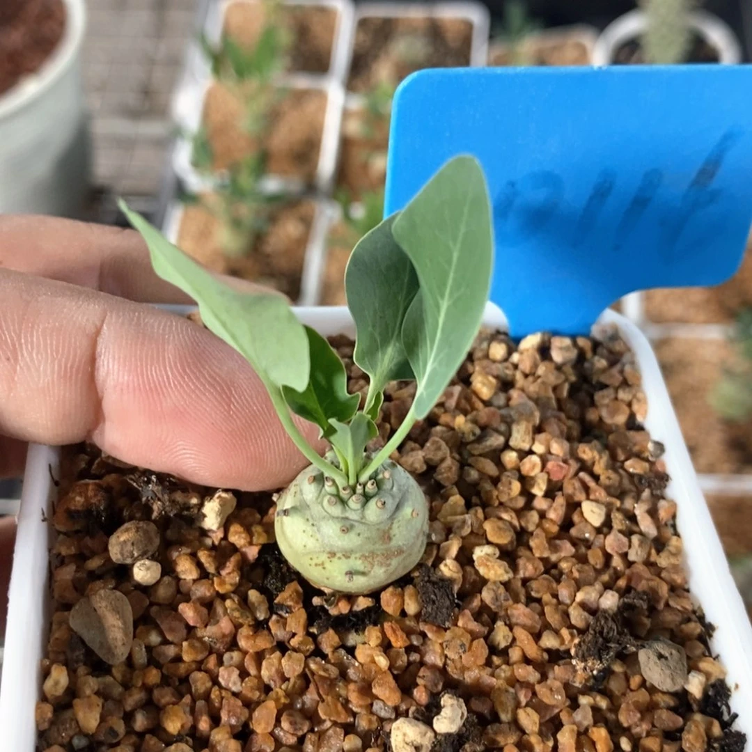 羊玉大戟多肉植物