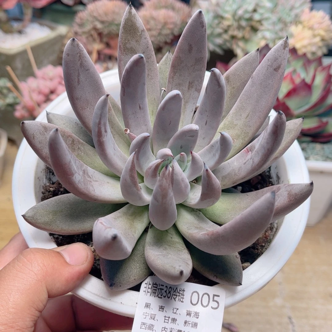 005魔爪德华多肉