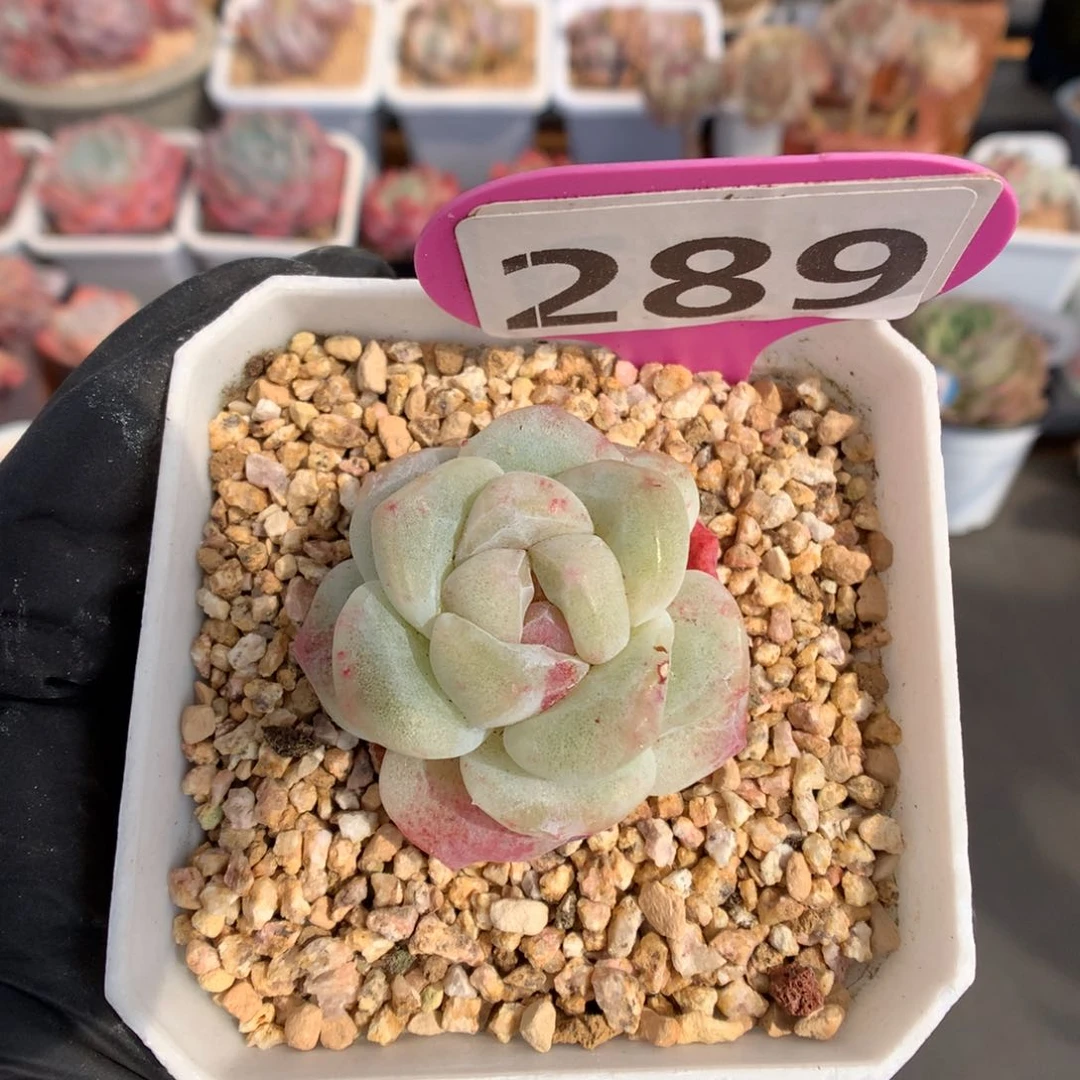 白*琛289 冰玉石化多肉