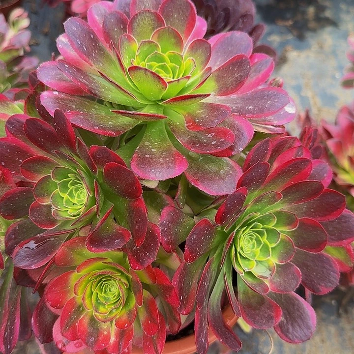 精品万圣节奶白锦捧花亏本福利