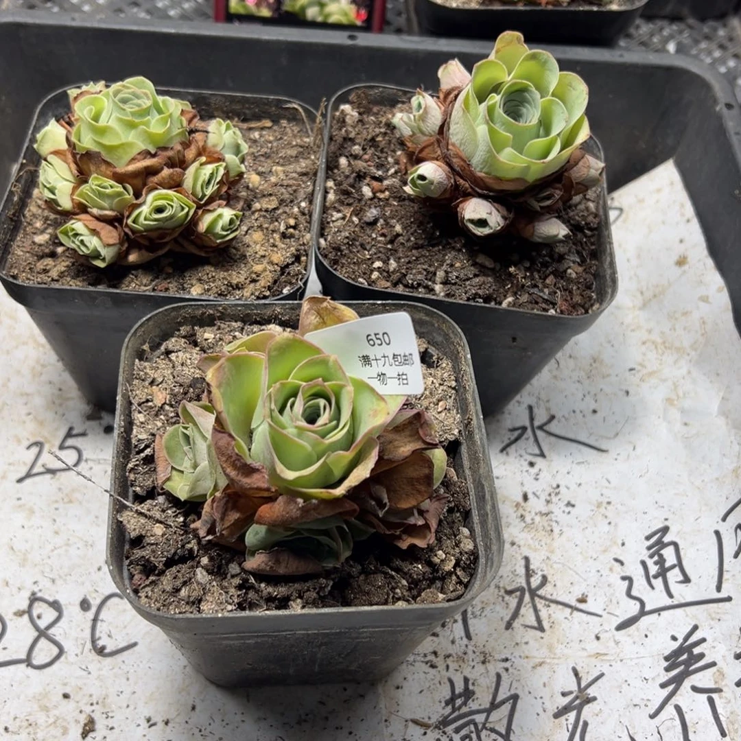 650 侧牙掉了不包损无售后