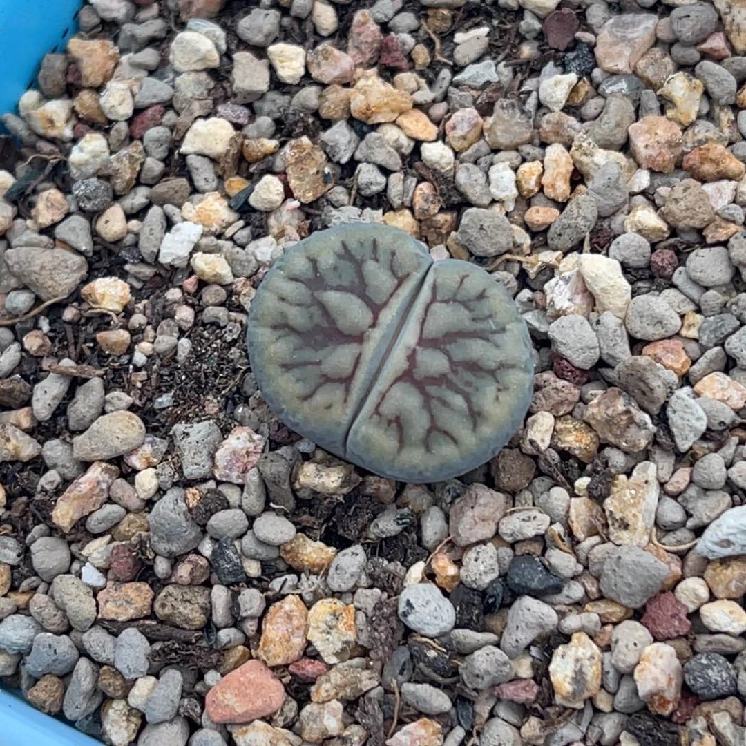 8806红纹线招福一颗