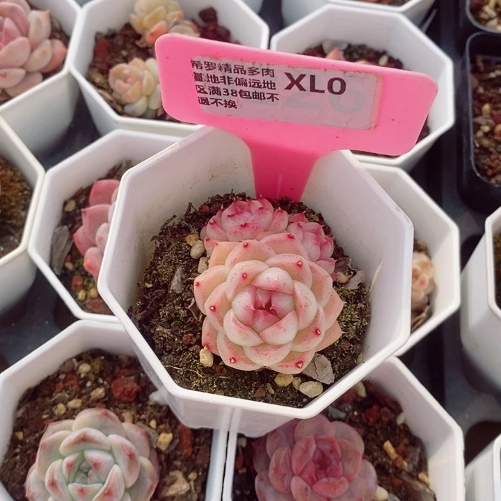 亚****德麦秆5.5cm不包整群