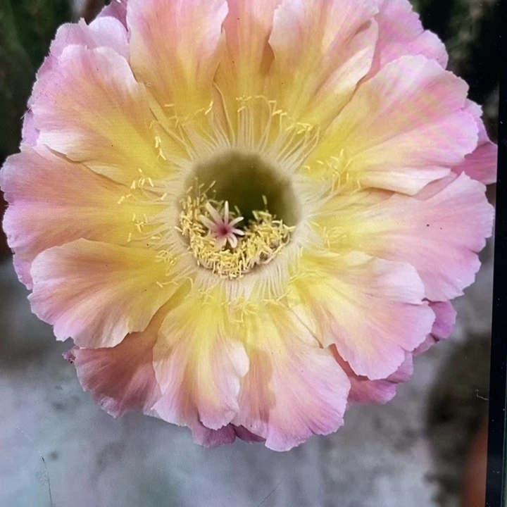 彩草59号7-8公分左右