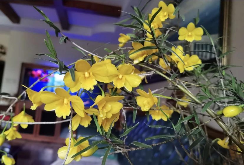 竹叶石斛复花复叶浓香型带盆发货石斛兰文心兰