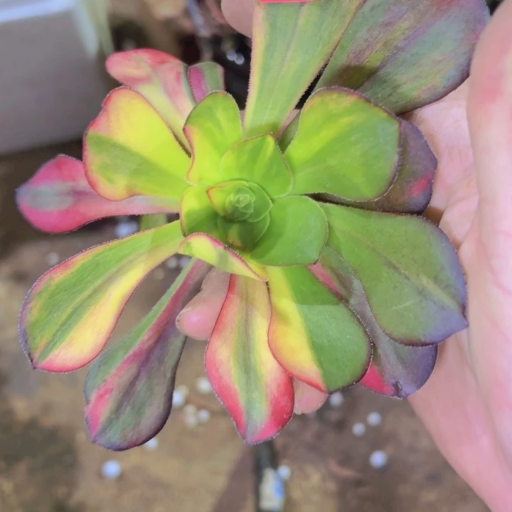 一物拍379法师多肉