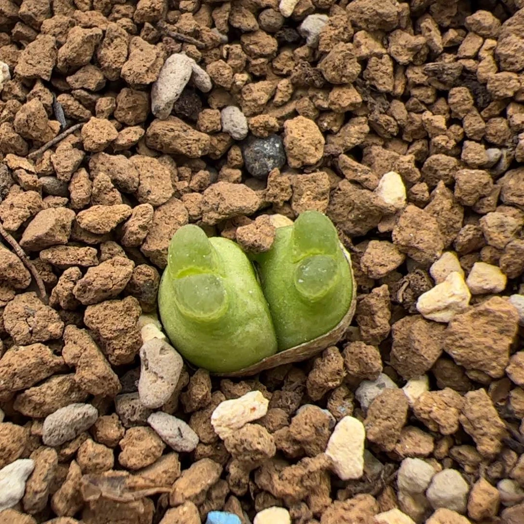 065号 1141奶瓶 多肉植物