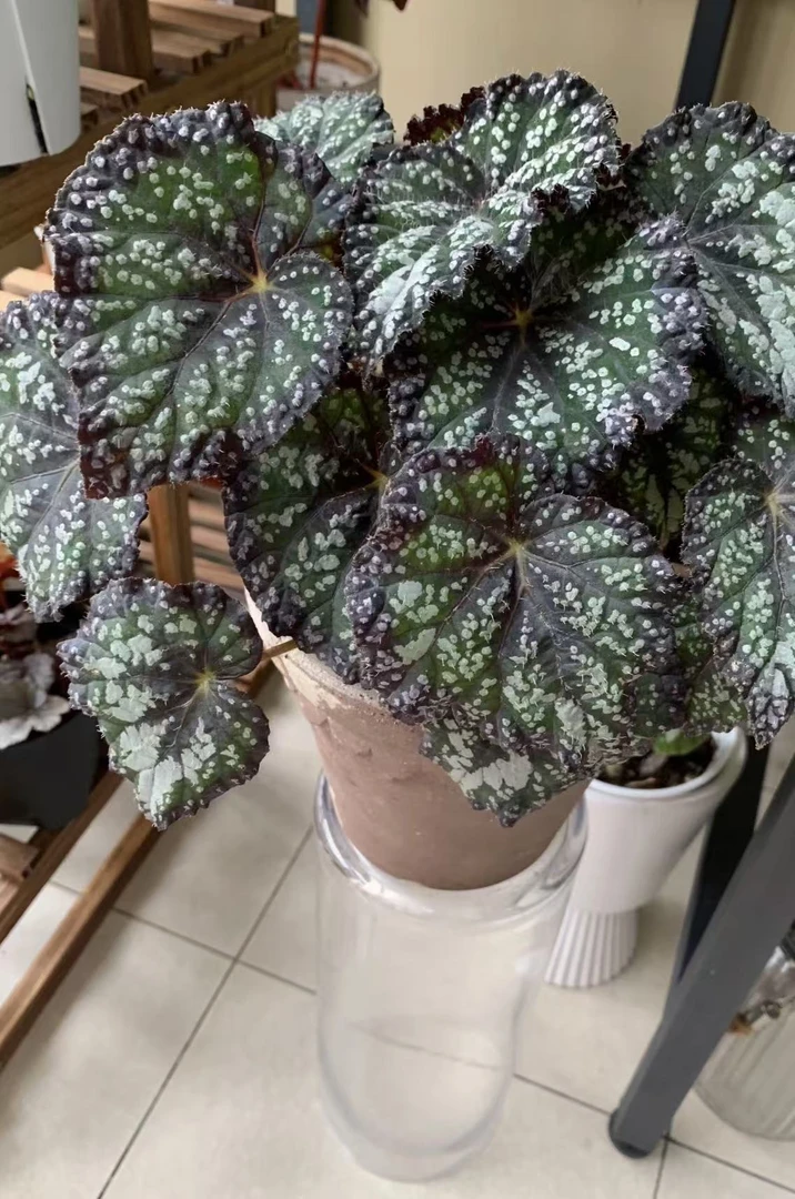 童话故事丁香小火龙秋海棠室内高端热植网红ins风好养易活