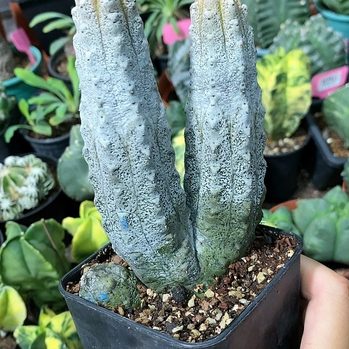 花花草草花花草草