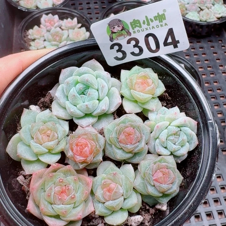 多肉植物多肉植物
