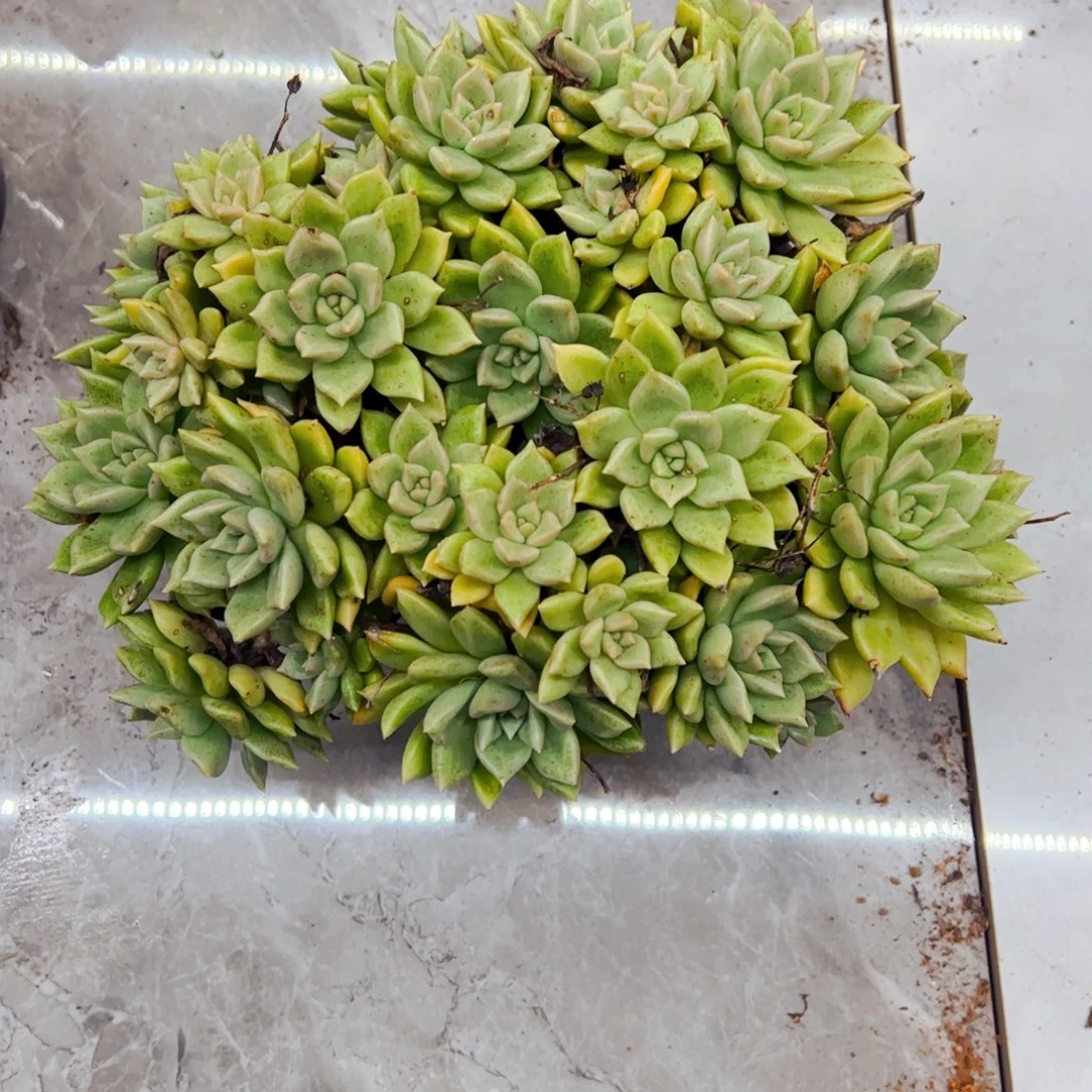 葵***花多肉植物组合盆栽12.8