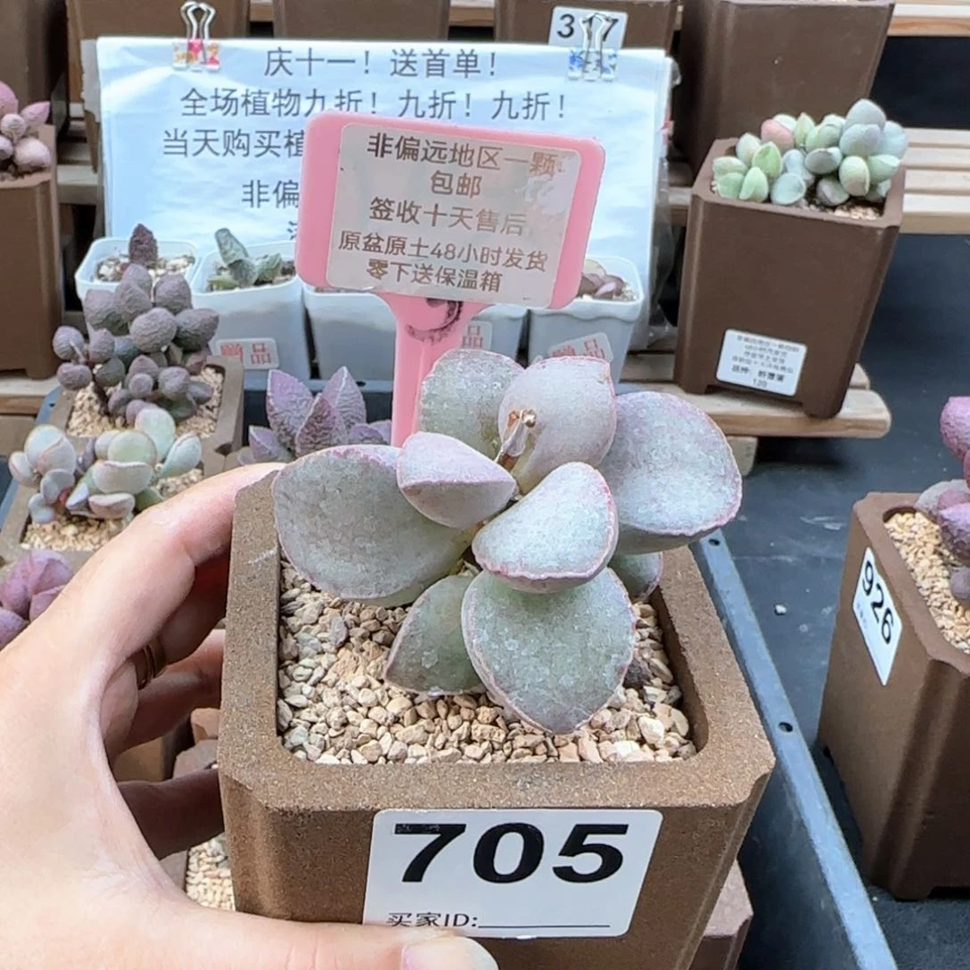 705金牛座多肉植物