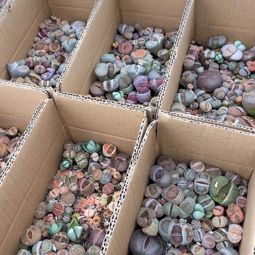 9080彩色发货一箱有瑕疵量拍