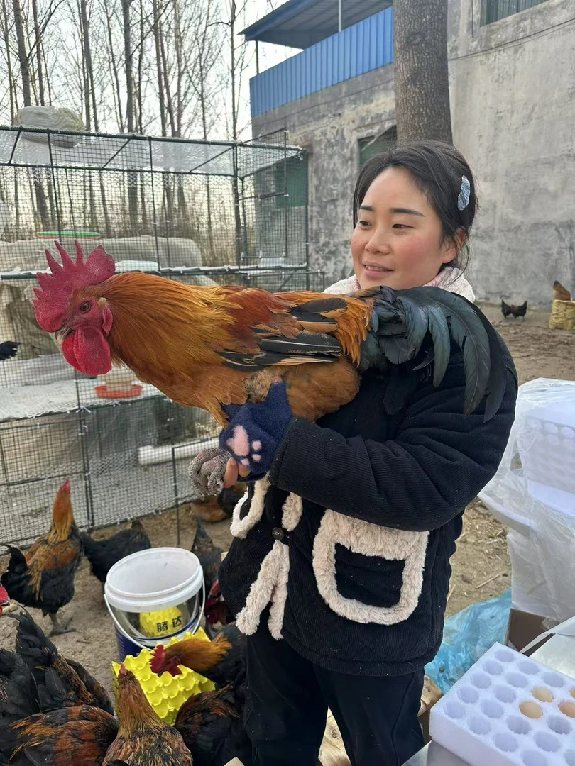 （数量有限）高锐自家散养土鸡农家走地鸡现杀现发顺丰包邮