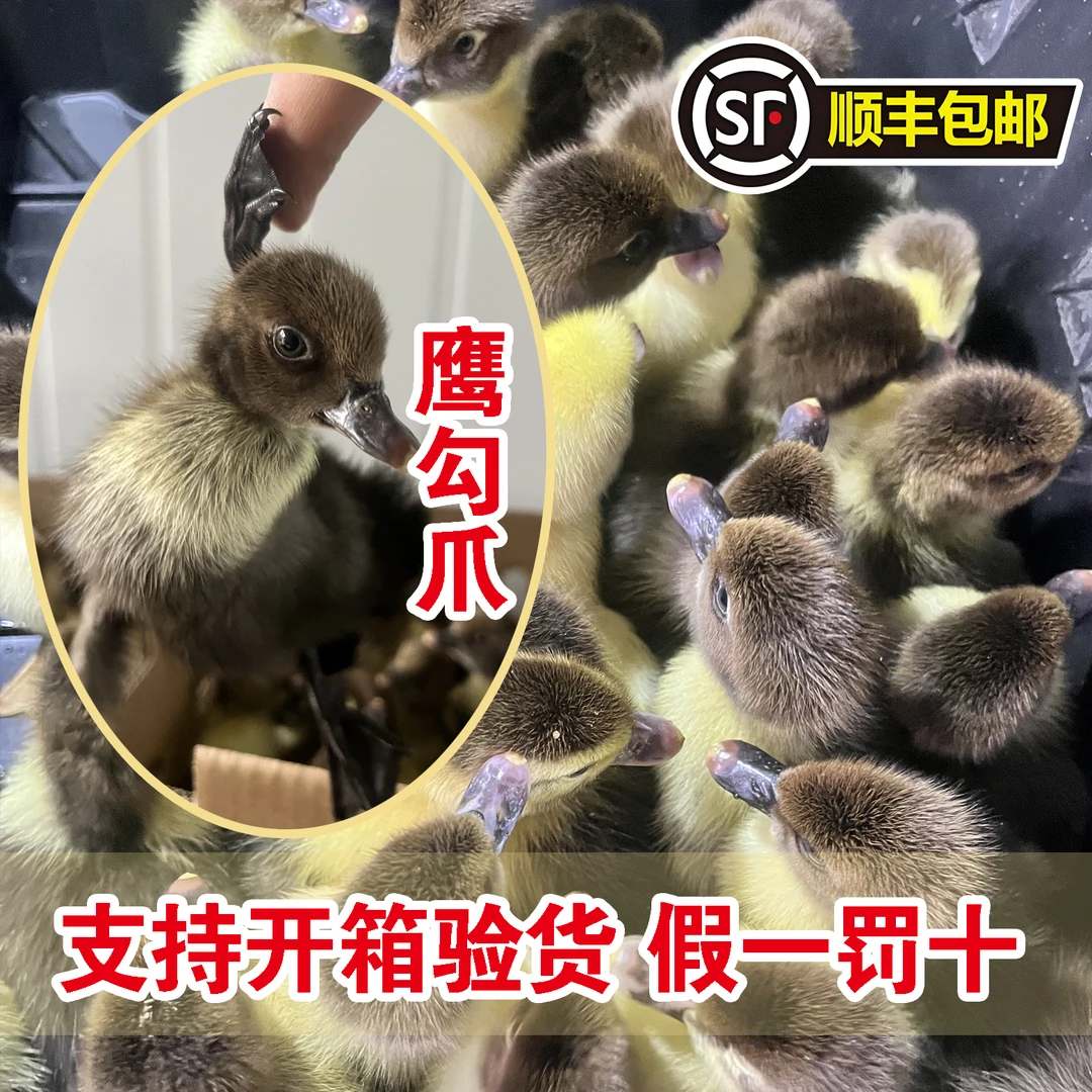 大品种红头番鸭宠物鸭火鸭藤鸭出壳苗活体发货顺丰包邮