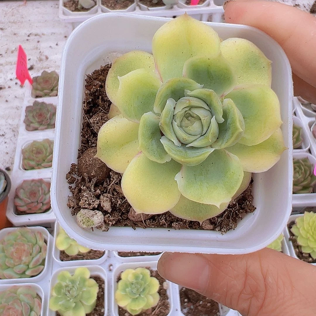 水晶虾饺19包邮多肉植物