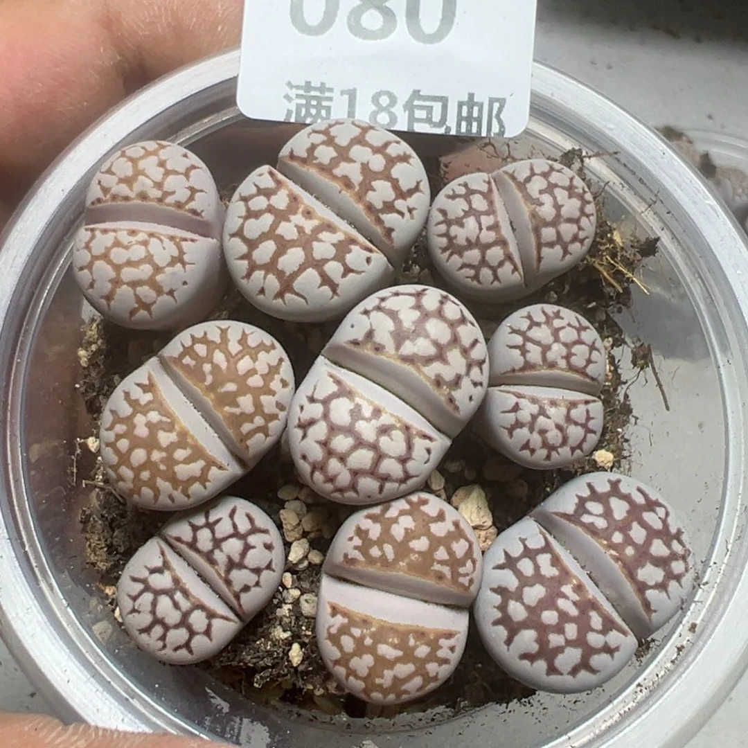 【闪购商品】 080。