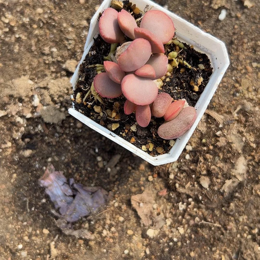 多肉植物多肉植物