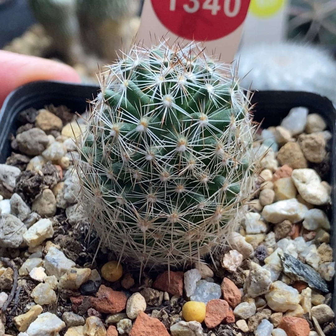 实生刺球一颗仙人球