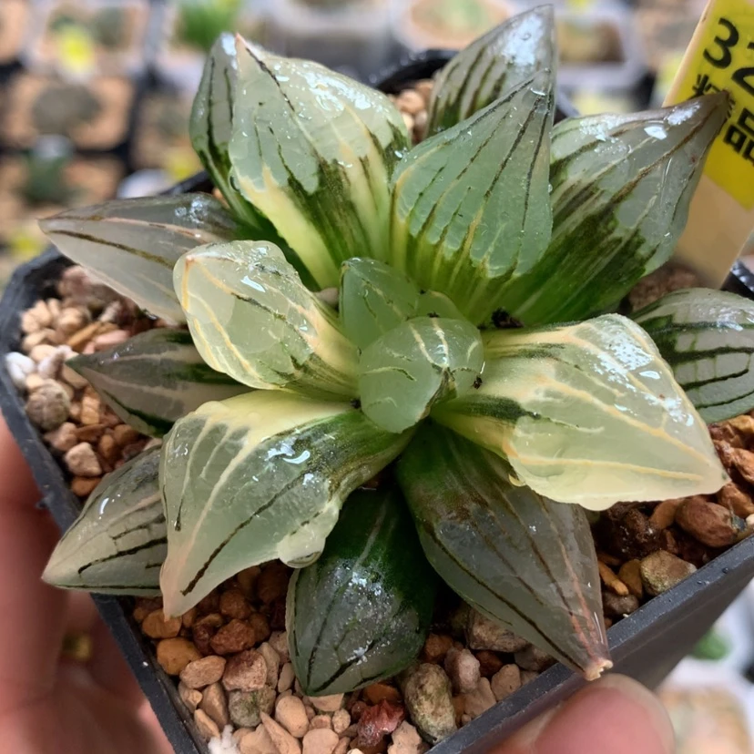 【闪购商品】323西瓜