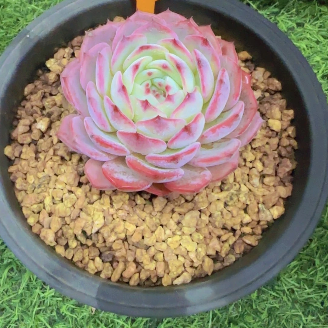 老****！612多肉植物一物一拍