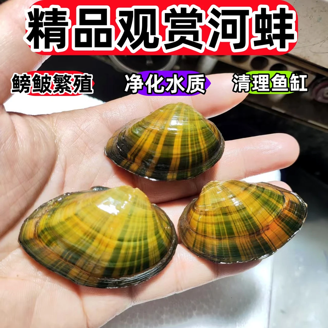 观赏河蚌花蚌河蚌旁皮鲏繁殖鱼缸观赏净化水质吃鱼龟粪便鳑鲏繁殖