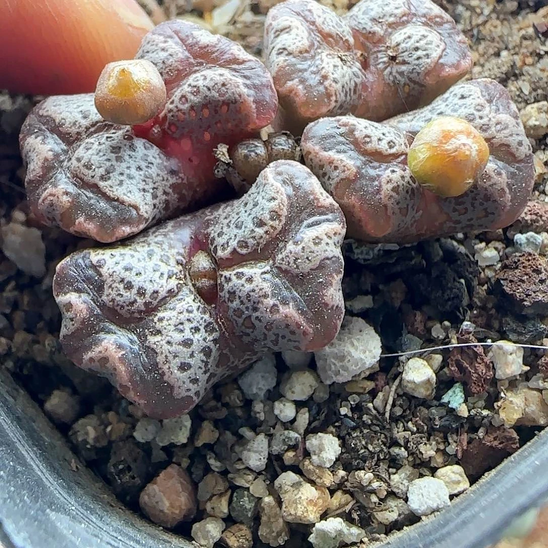 相**事脱土发货哦24162